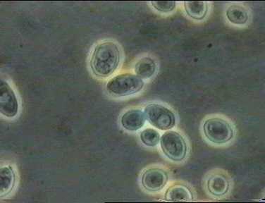 Un champignon unicellulaire, la levure