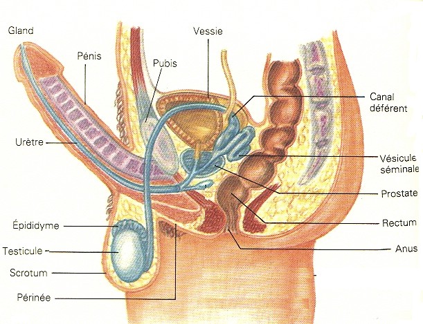 Fabrication Du Spermatozoide