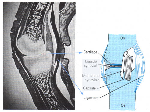 Une vue de l'articulation du genou