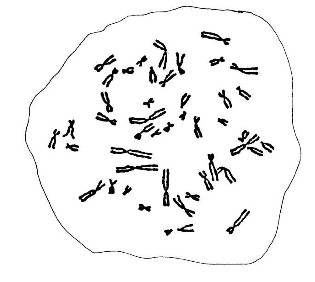 Étalement des chromosomes d'une cellule. Cherchez les paires !