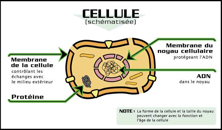 schéma d'une cellule 