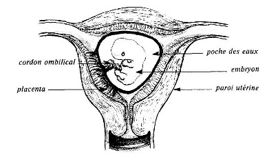 Un embryon vers 2 mois