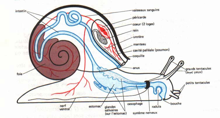 Les principaux systèmes d'un escargot