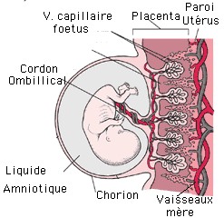 Le placenta, un tissu  qui  permet les échanges entre le foetus et la mère.