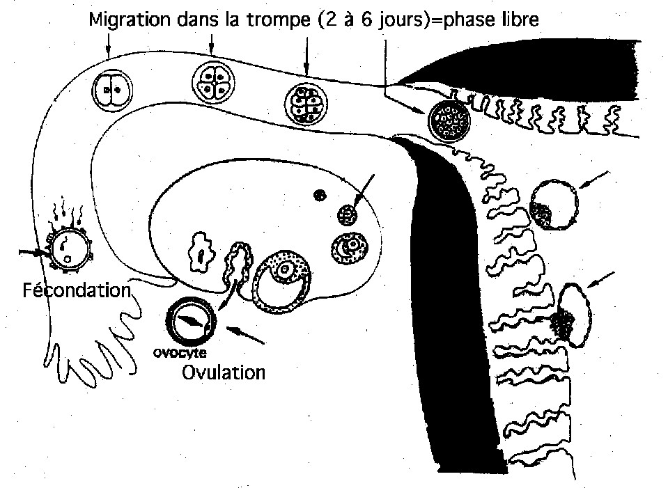 Les étapes menant à une grossesse.