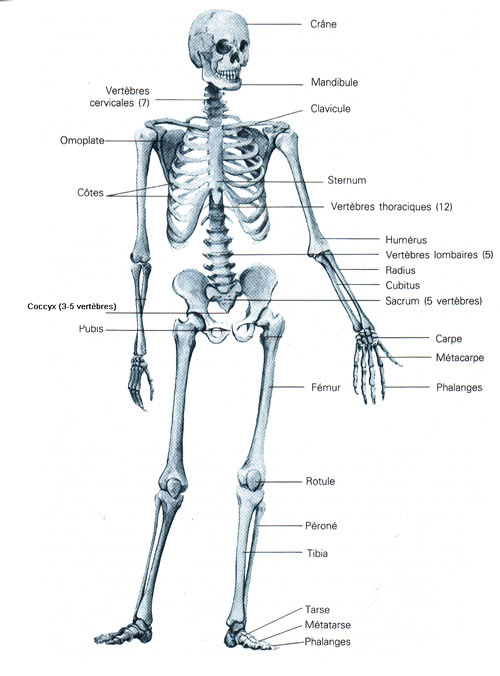 les principaux os du squelette 