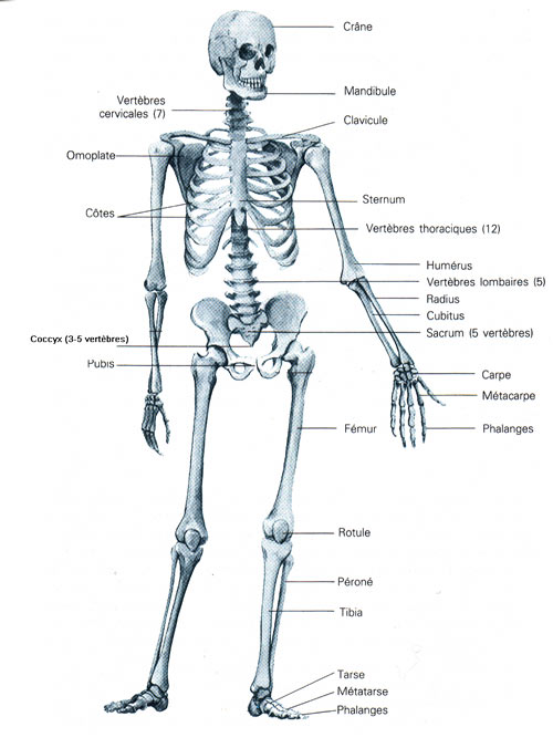 Squelette humain : définition, rôle, anatomie