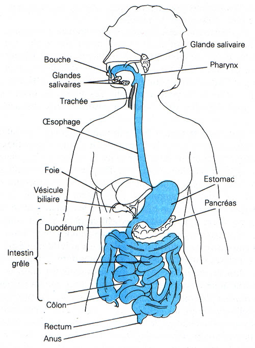 Les organes du système digestif