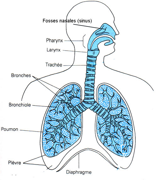 Les organes respiratoires
