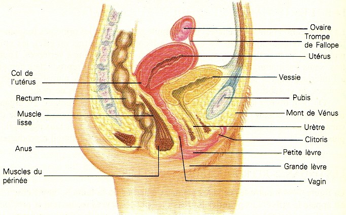 Coupe transversale à travers la région pelvienne d'une femme.