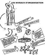 Les niveaux d'organisation.