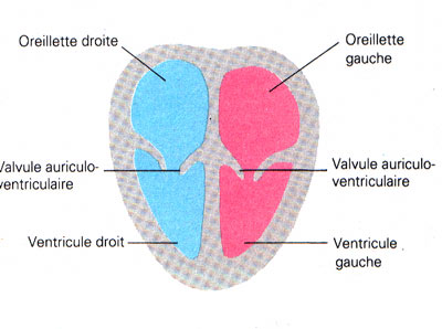 Les quatre loges du coeur.