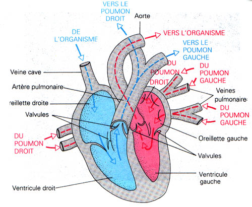 Anatomie du coeur