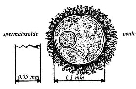 L'ovule contient les réserves nutritives utiles à l'embryon