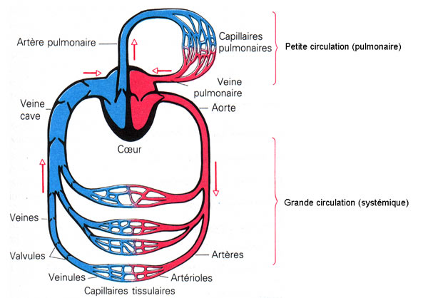 La double circulation sanguine