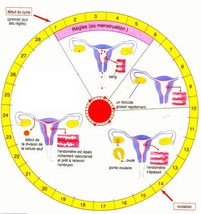 Cycle reproducteur. La situation présentée correspond à une absence d'implantation d'un embryon.