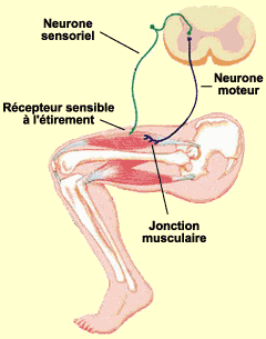 Schéma de réflexe d'étirement