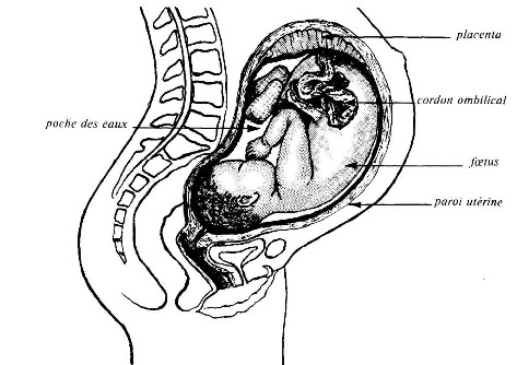 Un foetus, presque à terme