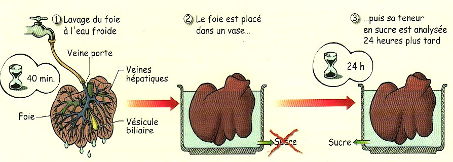 L'expérience du foie lavé ?