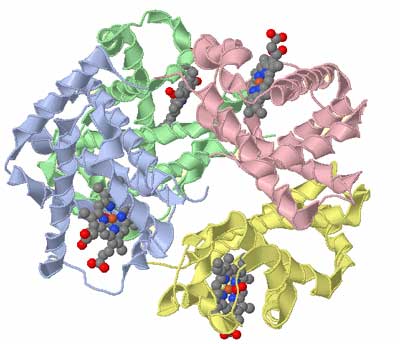une macromolécule d'hémoglobine
