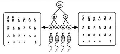 Production de gamètes haploïdes à partir d'une cellule diploïde