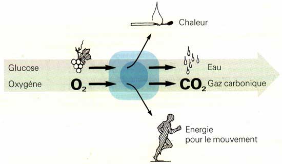 Bilan de l'oxydation du glucose