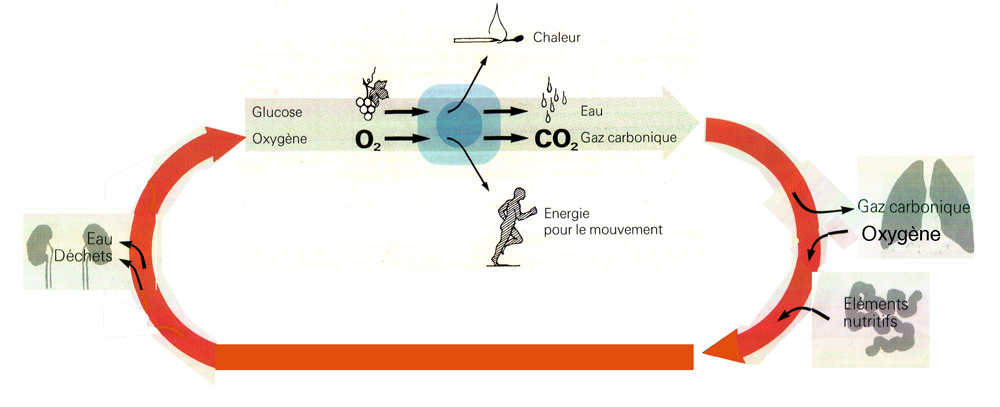 Schéma fonctionnel simplifié des échanges entre le milieu ambiant et les cellules par l'intermédiaire du sang et des systèmes respiratoire, digestif et excréteur