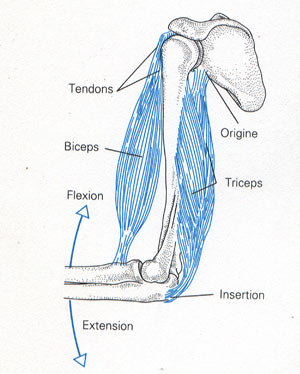 Les muscles extenseur et fléchisseur du bras