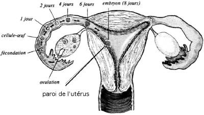 Phase libre de l'embryon jusqu'à la nidation