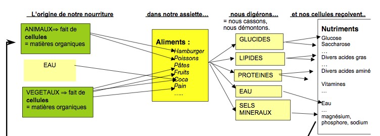 Les aliments,leurs origines et leurs compositions Les aliments,leurs origines et leurs compositions