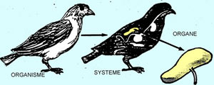 L'estomac (en jaune) appartient au système digestif de l'oiseau