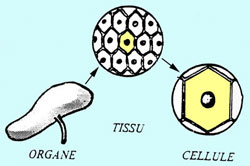 L'ORGANISATION DE LA CELLULE AU MICROSCOPE OPTIQUE OU STRUCTURE CELLULAIRE  –