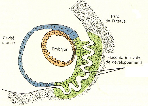 Le placenta, un tissu  qui  permet les échanges entre le foetus et la mère.