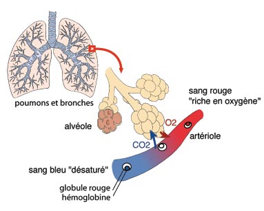 C'est dans les alvéoles pulmonaires que s'effectuent les échanges gazeux entre l'air et le sang.