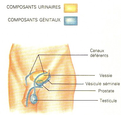 Voies reproductrices mâles