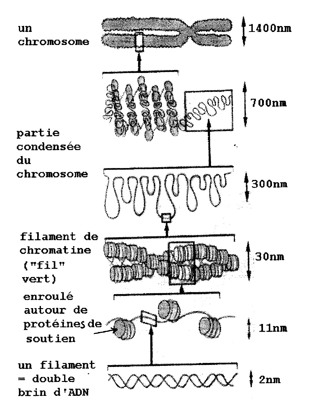 La structure d'un chromosome