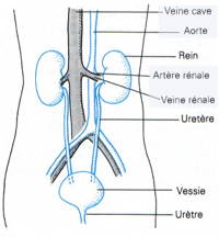 Le système excréteur urinaire