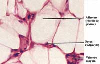 Tissu graisseux, avec les adipocytes