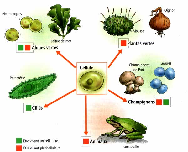 Répartition des unicellulaires et pluricellulaire dans le monde vivant