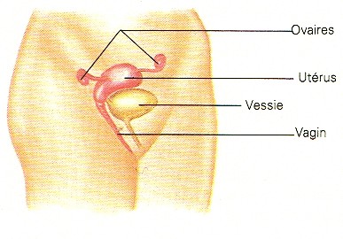 Voies reproductrices féminines